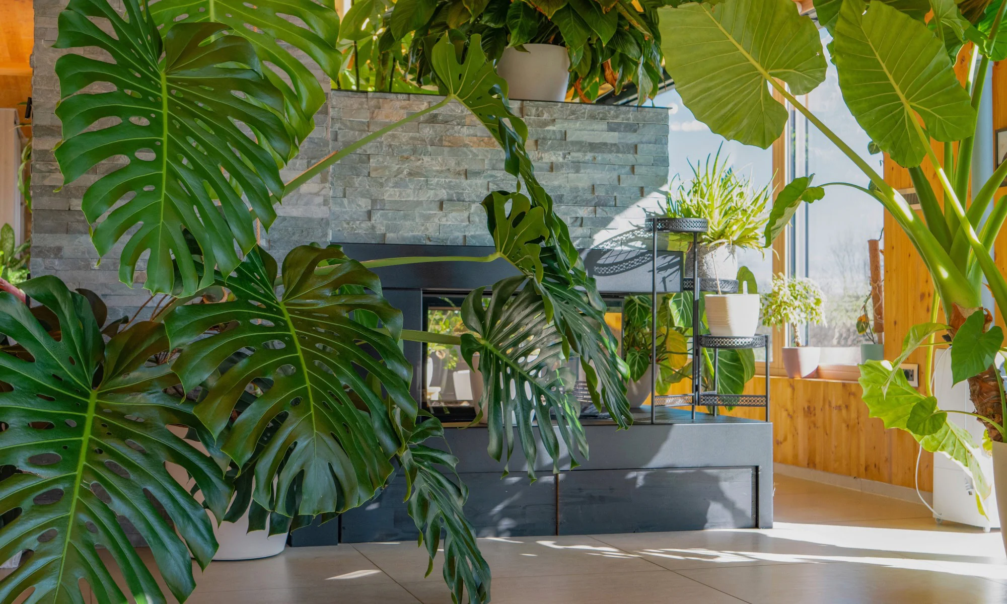 Bring the Sunshine Indoors